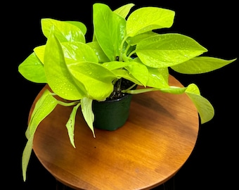 Neon Pothos Indoor Plant in a 4" Nursery Pot - Easy Care Low Light Indoor Live Plant - Bright Green Trailing Indoor Plant