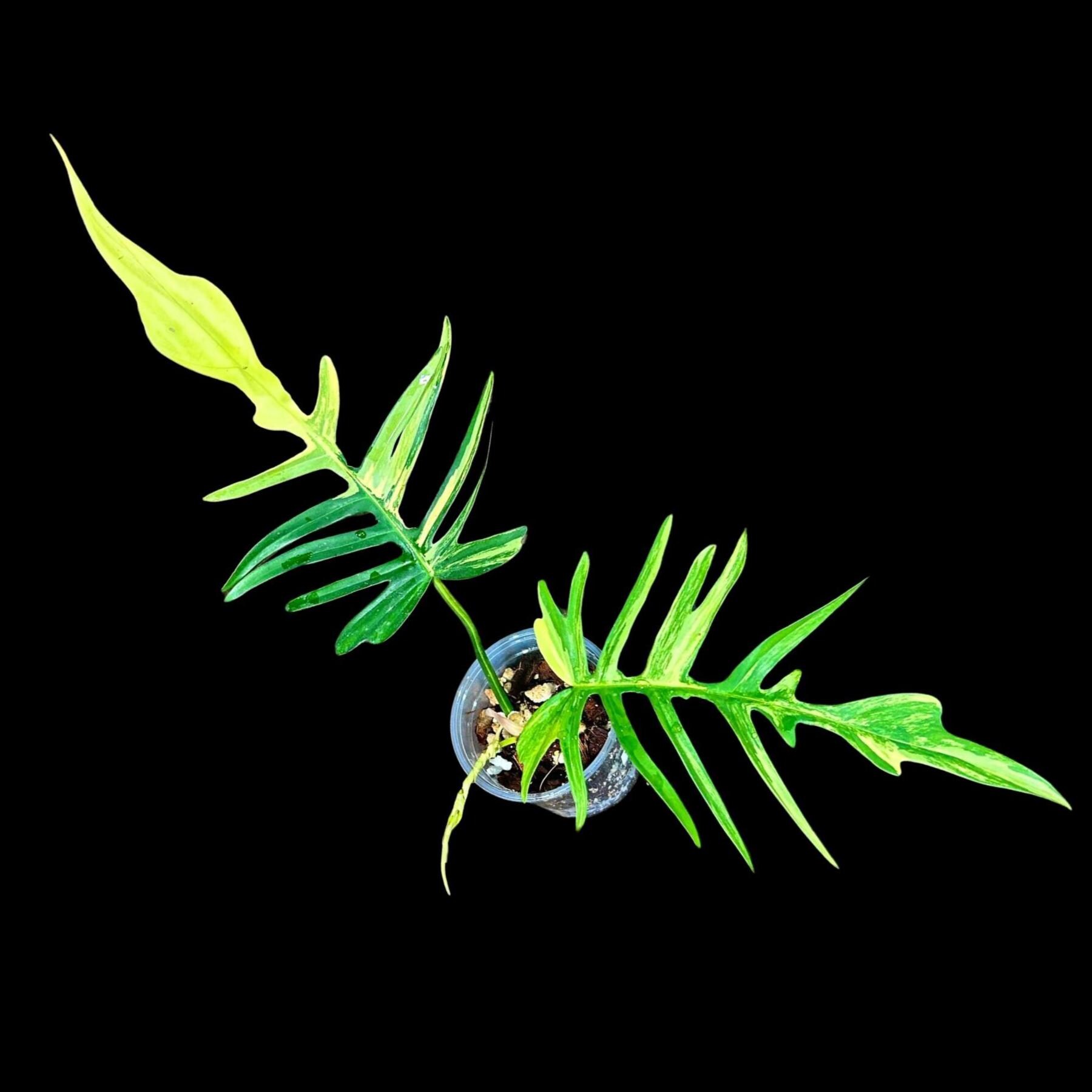 フィロデンドロン フロリダビューティー x トルタム 非常に珍しい植物