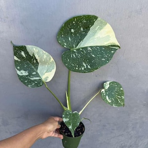 May include: A potted Monstera plant with large, variegated leaves. The leaves are a mix of dark green and creamy white, speckled with lighter spots. The plant is in a green pot, and the background is a solid gray.