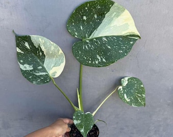 その他観葉植物 Musa Wah Kom Mint その他観葉植物 Musa Wah Kom Mint