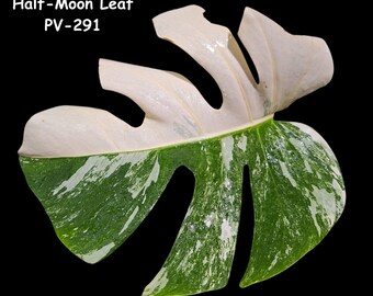 Highly Variegated Monstera Albo Cutting - White Monstera Albo - SAME plant as pictures - US Seller