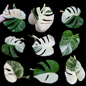 Monstera Albo - Rare HIGHLY variegated monstera borsigiana albo - High Variegated Albo - US Seller