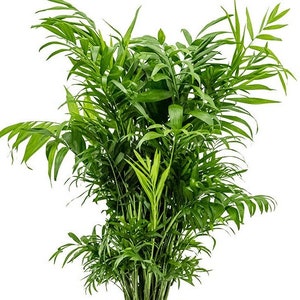 Parlor Palm Indoor Plant 3 inch - Chamaedorea elegans-  Easy care low light House plant - Air Purifier Plant in pot