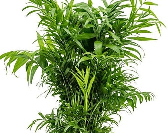 Parlor Palm Seeds: Indoor Growing, Low Maintenance, High Germination - Etsy