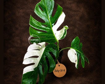 Monstera Albo Variegata Live Plant - Rare White Borsigiana - EXACT Plant - US Seller