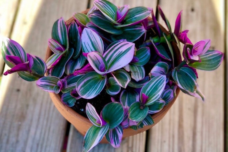 Rare Tradescantia Nanouk Lilac Plant Rare Tradescantia Pot Rare Pink Wandering Jew Easy care hardy indoor houseplant in a nursery pot 6 Plants in5"Ceramic