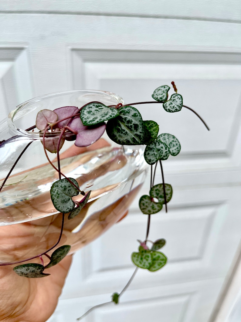 PlantVers String of Hearts Cuttings - Thumbnail 2