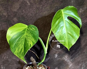 Super Rare Variegated Monstera Green on Green Plant - Variegated