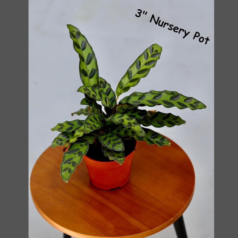 PlantVers Calathea Lancifolia - Thumbnail 5