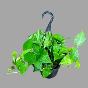 Op de afbeelding: Een hangmand met een levendige groene pothosplant. De plant heeft hartvormige bladeren met gele variegatie. De zwarte plastic pot wordt opgehangen door een zwarte metalen hanger, ideaal voor binnen of buiten.