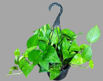 Golden Pothos in a 5" Hanging Basket - Easy Care Houseplant - Low light Indoor Plant - Devils Ivy Plant - Air purifier plant