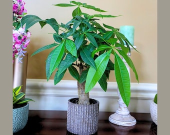 May include: A Pachira aquatica money tree plant with a braided trunk and vibrant green palm-like leaves, potted in a cylindrical dark gray ceramic planter featuring a textured, vertical ribbed pattern on the exterior surface.