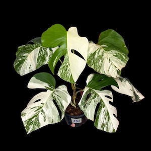 Monstera Albo Live Plant - Variegated Monstera Borsigiana Albo - Rare Collector Plant - White Monstera Albo - EXACT Same Plant - USA Seller