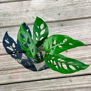 May include: A close-up of a glass vase holding several vibrant green Monstera Adansonii leaves. The leaves have distinctive oval-shaped holes. The vase sits on a weathered wooden surface, with the sunlight casting shadows.