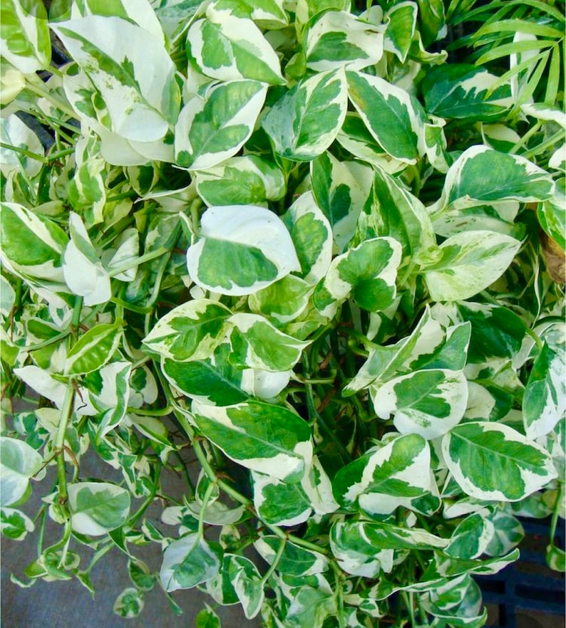 PlantVers Pothos - Thumbnail 5