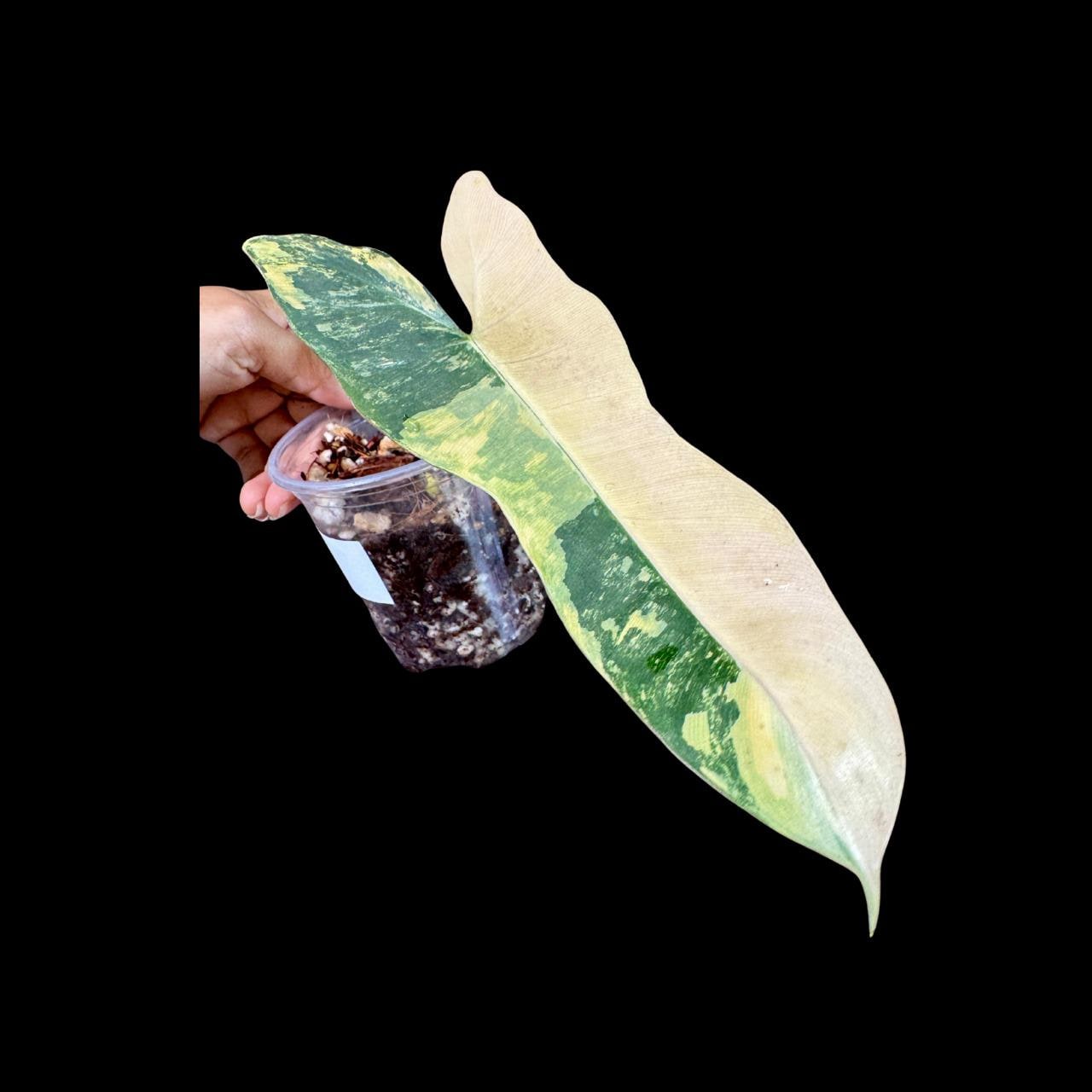 激レア 極斑ビレッティア x フロリダビューティ カット苗 激レア 極斑