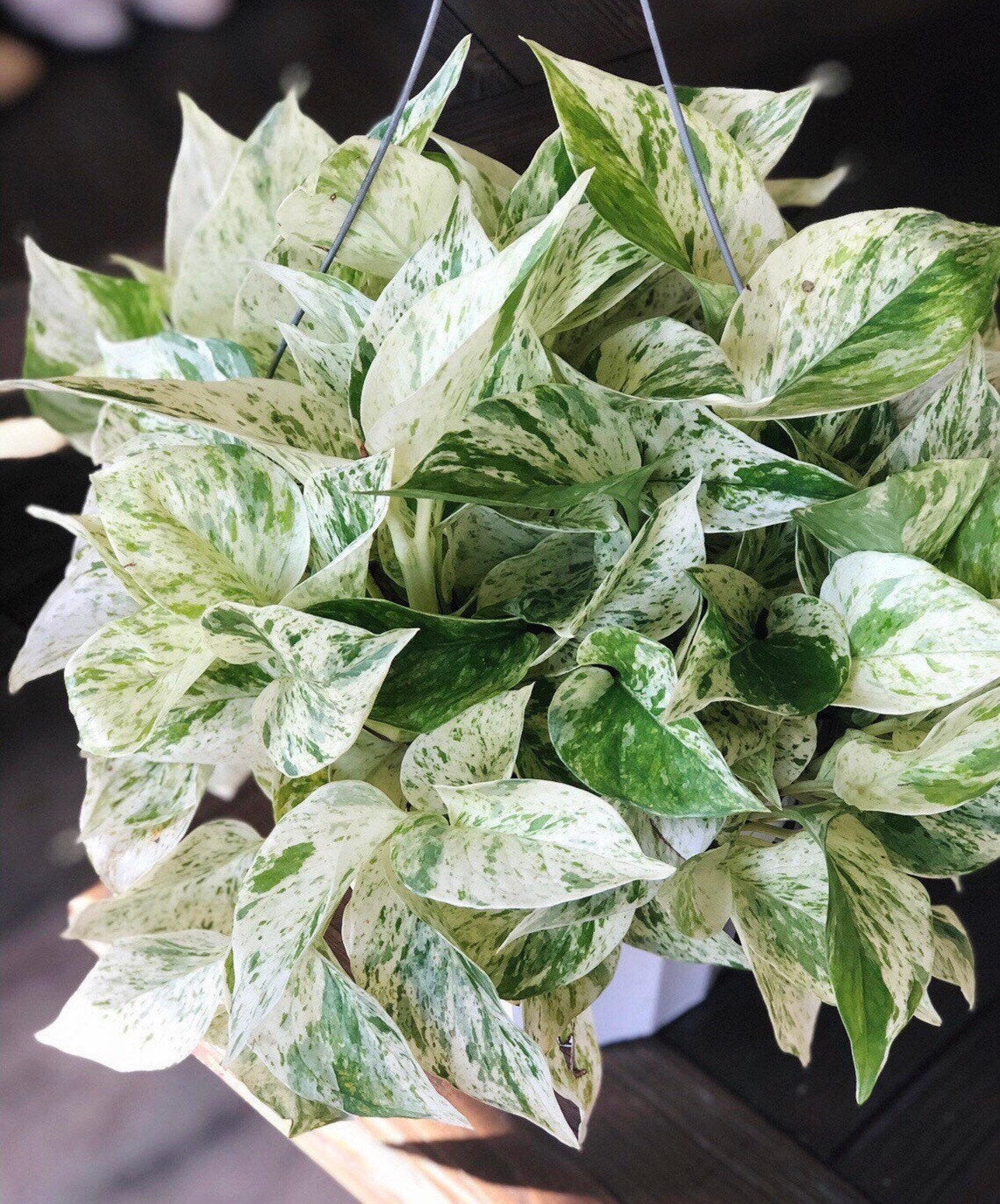 Pothos Plant For Sale