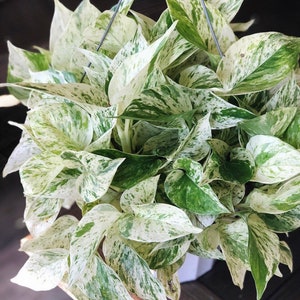 RARE Marble Pothos Cuttings Gorgeous Variegated Indoor easy care house plant, Marble Pothos, White and Green variegation propagation plant 6" Large Plant