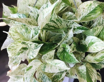 RARE Marble Pothos Cuttings - Gorgeous Variegated Indoor easy care house plant, Marble Pothos, White and Green variegation propagation plant