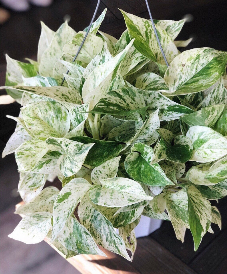 RARE Marble Pothos Cuttings Gorgeous Variegated Indoor easy care house plant, Marble Pothos, White and Green variegation propagation plant 6" Large Plant