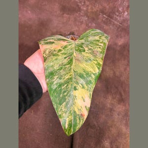 Variegated Philodendron Strawberry Shake EXACT Same Plant - Rare Variegated Strawberry Plant - Collector Plant - Gift Live Plant - US Seller