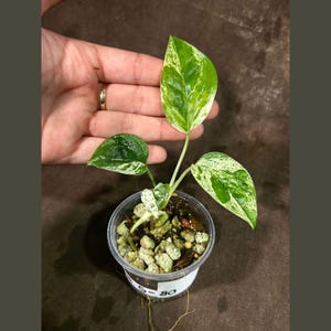 RARE Epipremnum Pinnatum Albo Variegated Plant in a Nursery Pot - Beginners Plant - Indoor Plant - SAME Plant as picture - US Seller