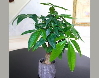 May include: A Pachira aquatica money tree plant with glossy, dark green, palmately compound leaves and a thick, braided trunk. The plant is potted in a cylindrical, dark gray ceramic planter featuring a textured, repeating semi-circular pattern.