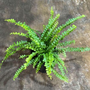 Lemon Button Fern in a 4&quot; Grow Pot - Beautiful House Plant - Nephrolepis Cordifolia Duffii Fern - Low Light Indoor Plant - Fern Live Plant