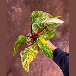 Variegated Philodendron Strawberry Shake EXACT Same Plant - Rare Variegated Strawberry Plant - Collector Plant - Gift Live Plant - US Seller