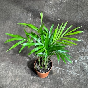 Parlor Neanthe Bella Palm in a 2&quot; Nursery Pot - Easy Care Low Light Houseplant - Air Purifier Plant - Mini Bella Palm - Starter Plant