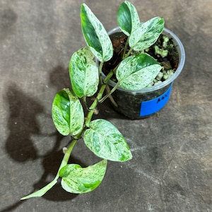 RARE Epipremnum Pinnatum Albo Variegated Plant in a Nursery Pot - Beginners Plant - Indoor Plant - SAME Plant as picture - US Seller