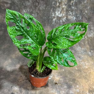 May include: A small potted Swiss cheese plant, also known as Monstera adansonii, with vibrant green leaves. The leaves have distinctive oval-shaped holes. The plant is in a small brown plastic pot, set against a neutral background.