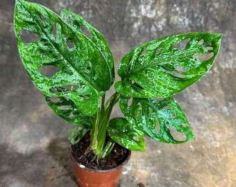 May include: A small potted Swiss cheese plant, also known as Monstera adansonii, with vibrant green leaves. The leaves have distinctive oval-shaped holes. The plant is in a small brown plastic pot, set against a neutral background.