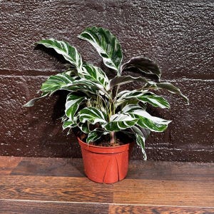 May include: A potted Calathea plant with large, green and white striped leaves. The plant is in a terracotta-colored plastic pot, set against a dark brown textured background and wooden floor.