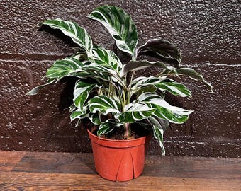 Calathea 'White Fusion' 6" Pot