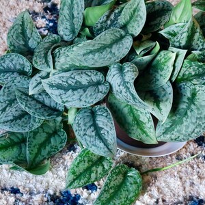 May include: A close-up of a Scindapsus pictus plant, also known as Satin Pothos, with large, heart-shaped leaves. The leaves are a deep green color with silver variegation, creating a textured appearance. The plant is in a brown pot.