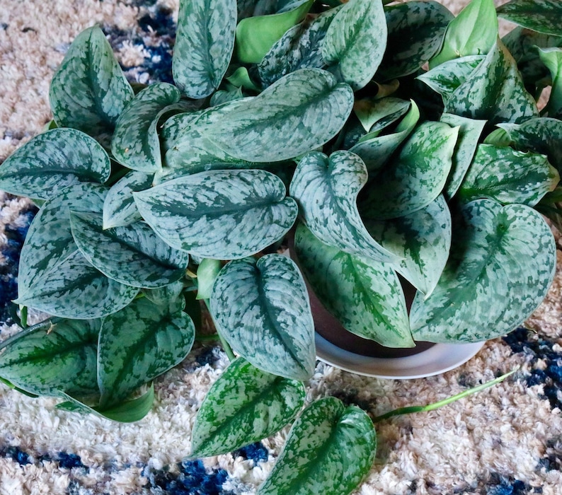 May include: A close-up of a Scindapsus pictus plant, also known as Satin Pothos, with large, heart-shaped leaves. The leaves are a deep green color with silver variegation, creating a textured appearance. The plant is in a brown pot.