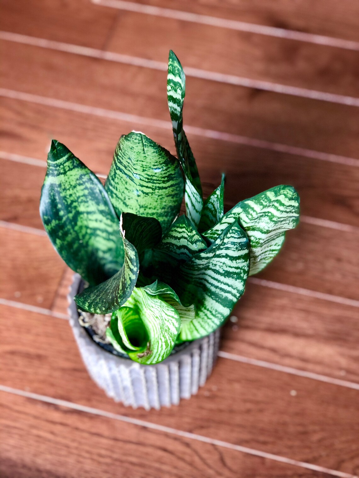 Snake Plant Air purifying plant Best indoor air purifier Etsy