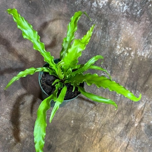 May include: A vibrant green Bird's Nest Fern in a small, dark green pot. The plant features long, wavy, bright green fronds, showcasing a lush, healthy appearance. The background is a textured, brown surface.