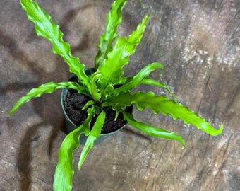 Bird Nest Fern 4” Grow Pot  - Asplenium Nidus Victoria - Wavy Leaves Fern Indoor and Outdoor - Air Purifier Plants - Gift Plants