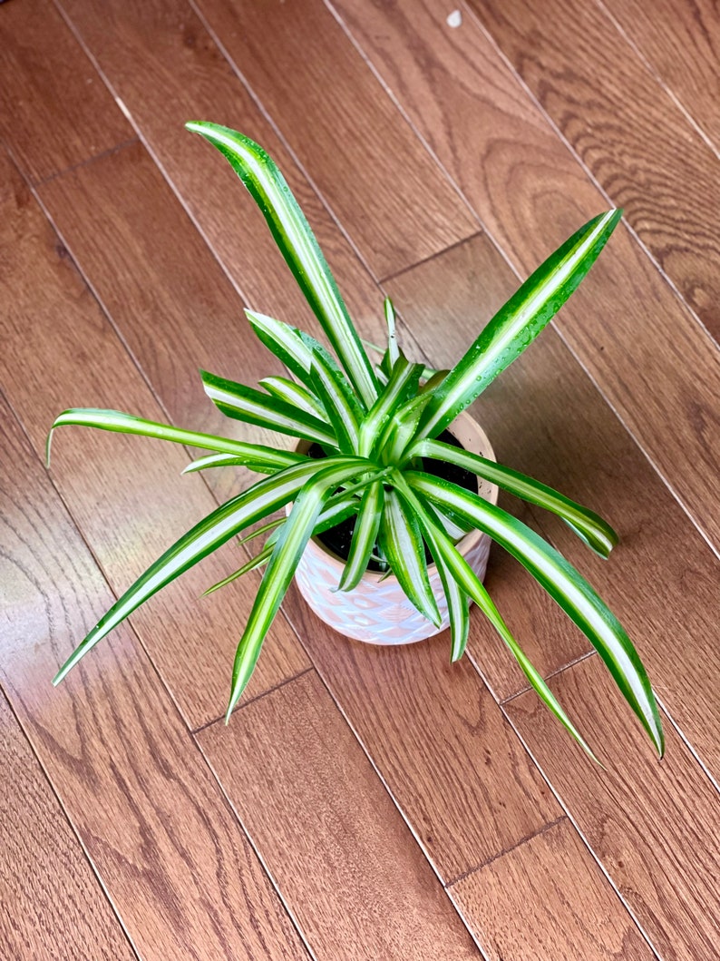 Variegated Spider Plant in a Nursery Pot Extremely Easy Care Etsy