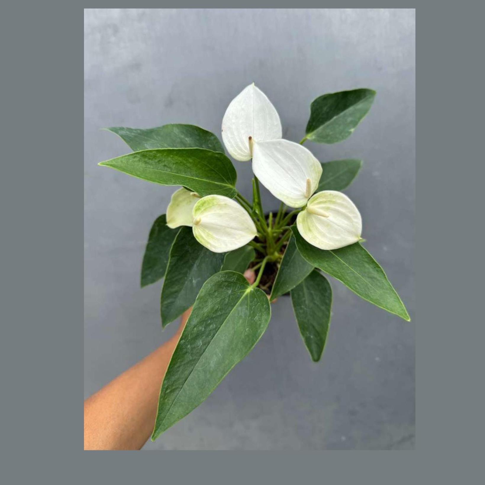 Anthurium Aristo - Etsy