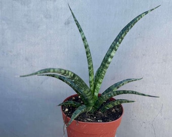 A Dark Green Fan Shaped Sansevieria Cylindrica 'fernwood Mikado' Plant in a  4 Inch Pot. - Etsy