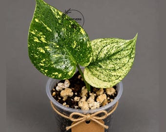 Monstera Deliciosa White Monster - Super Rare Variegated Monstera Beauty Starter Plant -Stunning EXACT Plant - US Seller