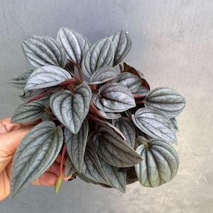 May include: A close-up of a Peperomia plant with silvery-green leaves and red stems. The leaves have a textured appearance with prominent veining. The plant is in a pot, and the background is a solid gray.