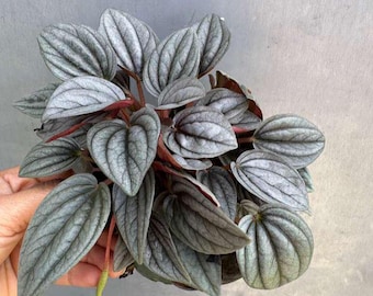 Peperomia Napoli Nights in 4" Grow Pot – Rare Indoor Plant with Silver Green Foliage - Easy Care Houseplant - Home Decor Plant - Gift Plant