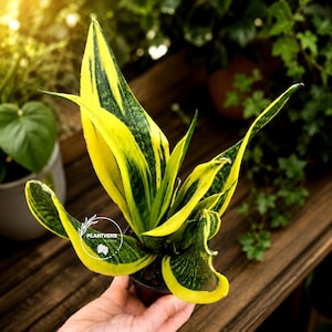 May include: A Sansevieria plant with upright, sword-shaped leaves featuring a variegated pattern of dark green centers and bright yellow margins. The plant is potted in a small container and displays a circular white logo with the text PLANTVERS.