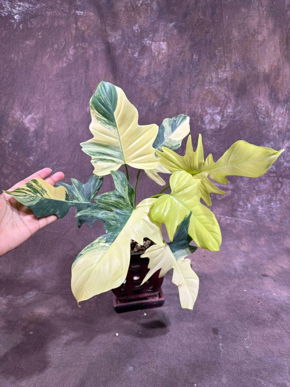 Variegated Philodendron Florida Beauty X Mayoi Exact Plant