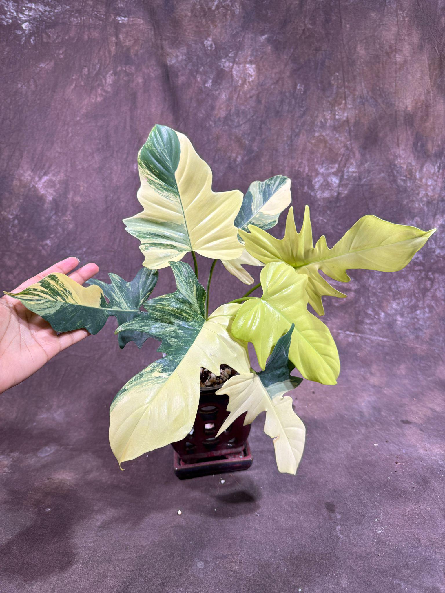 P. Radiatum x Florida Beauty x Mayoi② Philodendron Florida Beauty x Mayoi – Rare Tropical Plants