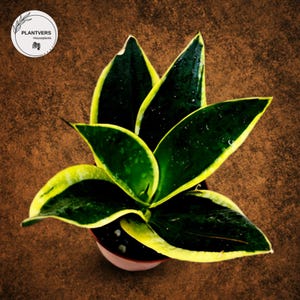 May include: A close-up of a snake plant in a pot. The plant has dark green leaves with yellow edges. The leaves are arranged in a rosette pattern. The pot is a light pink color. The background is a textured brown.